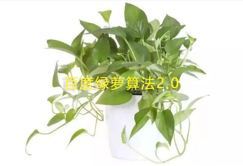 綠蘿算法2.0是什么？怎么應對綠蘿算法2.0？